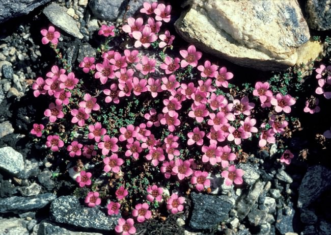 saxifraga