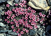 saxifraga_t.jpg