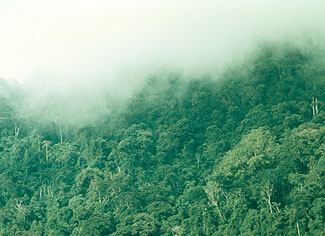 Montane forest in Papua New Guinea