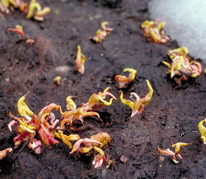 Rumex alpinus