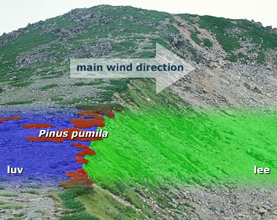 Pinus pumila