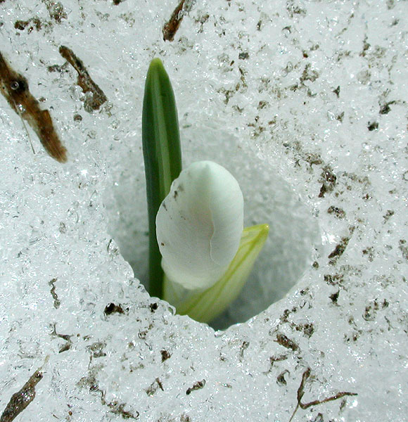 Crocus albiflorus