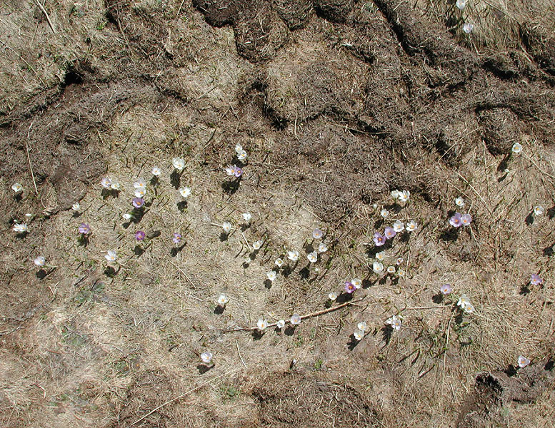 Crocus albiflorus