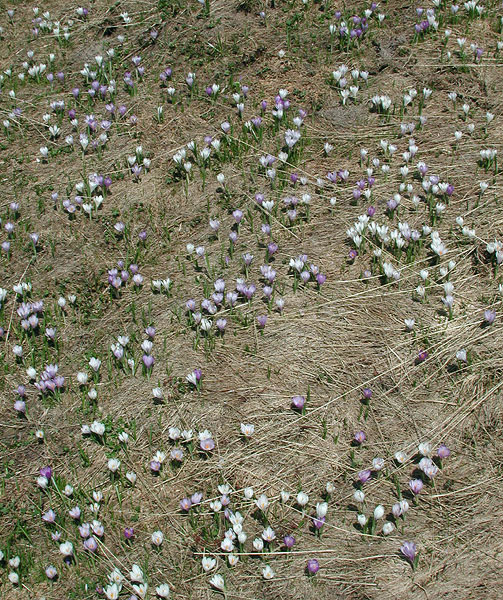 Crocus albiflorus