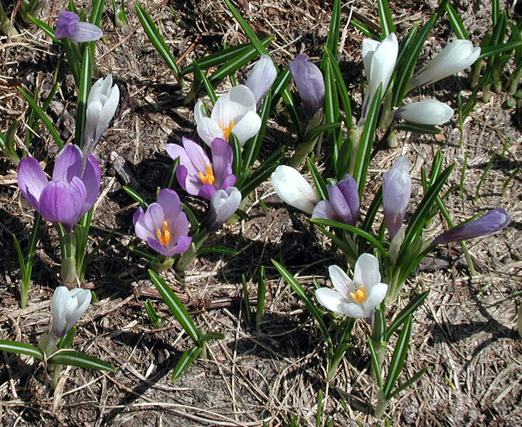 Crocus albiflorus