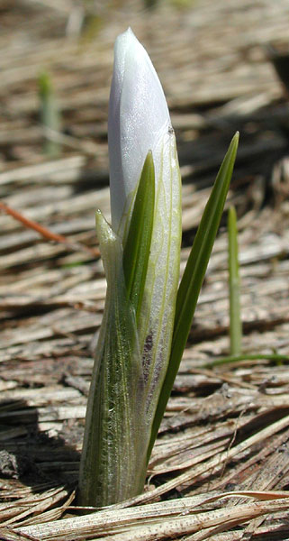 Crocus albiflorus