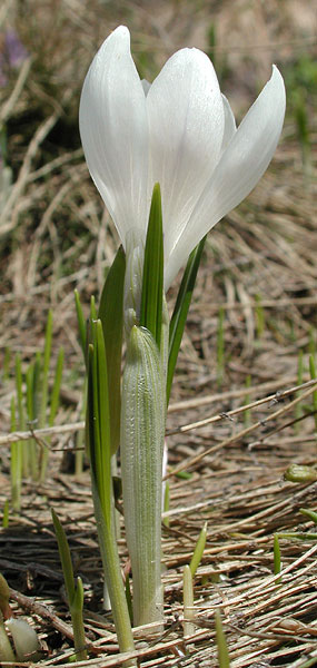 Crocus albiflorus