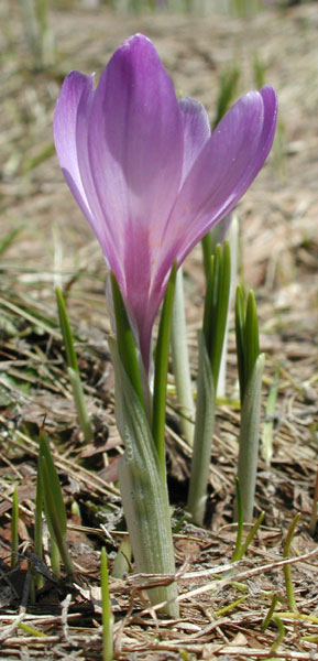 Crocus albiflorus