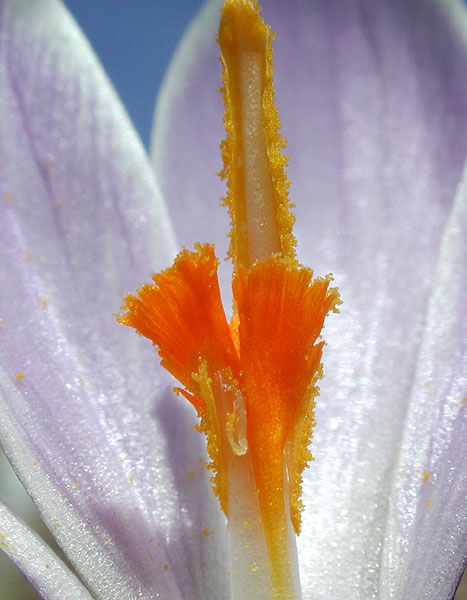 Crocus albiflorus