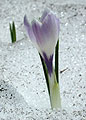 Crocus albiflorus