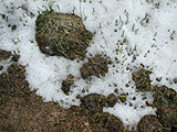 Crocus albiflorus