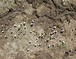 Crocus albiflorus