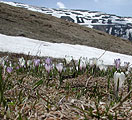 Crocus albiflorus