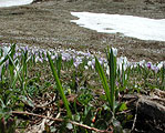 Crocus albiflorus