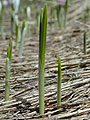 Crocus albiflorus