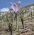 Crocus albiflorus