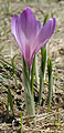 Crocus albiflorus