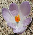 Crocus albiflorus