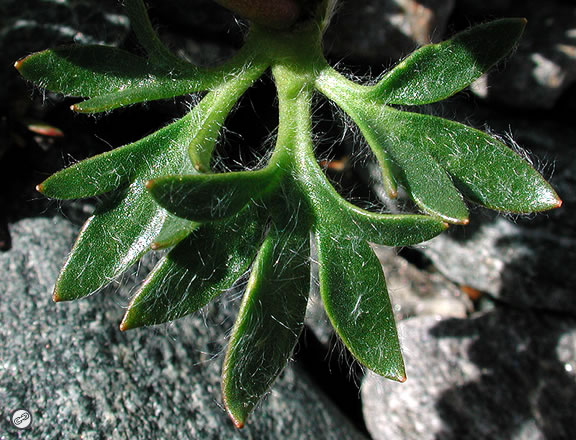 Ranunculus glacialis