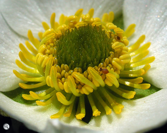 Ranunculus glacialis