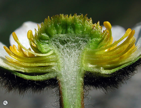 Ranunculus glacialis