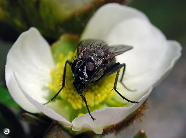 Ranunculus glacialis