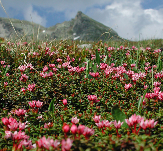 Loiseleuria procumbens