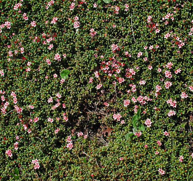 Loiseleuria procumbens