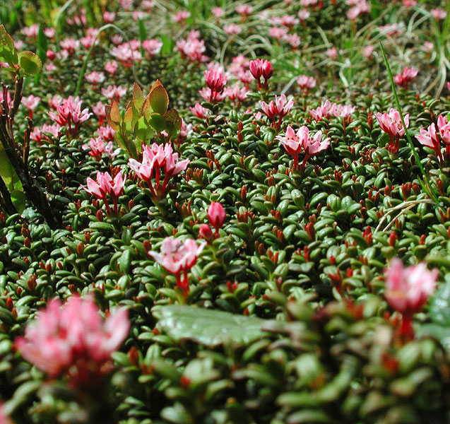 Loiseleuria procumbens