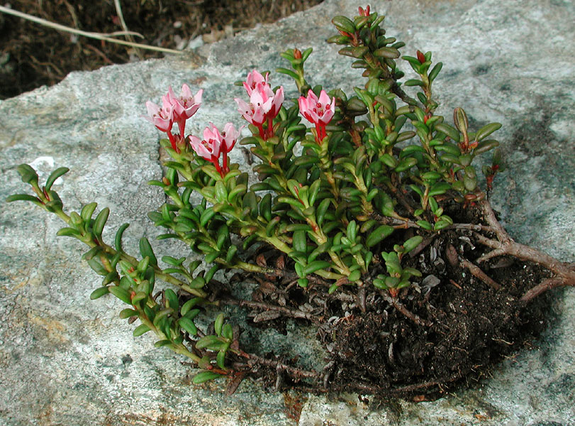 Loiseleuria procumbens