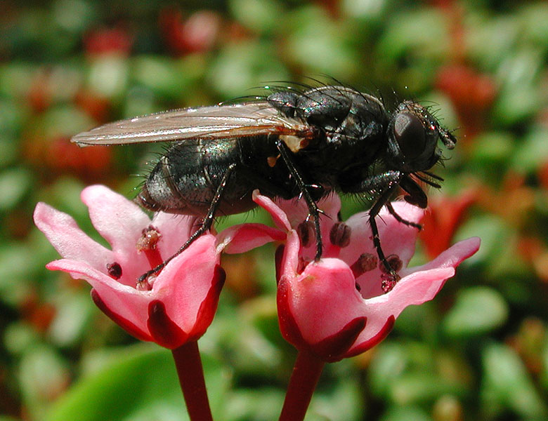 Loiseleuria procumbens