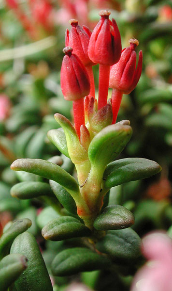 Loiseleuria procumbens