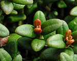 Loiseleuria procumbens