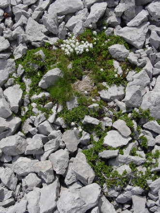 scree vegetation