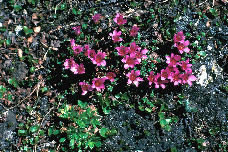 Saxifraga