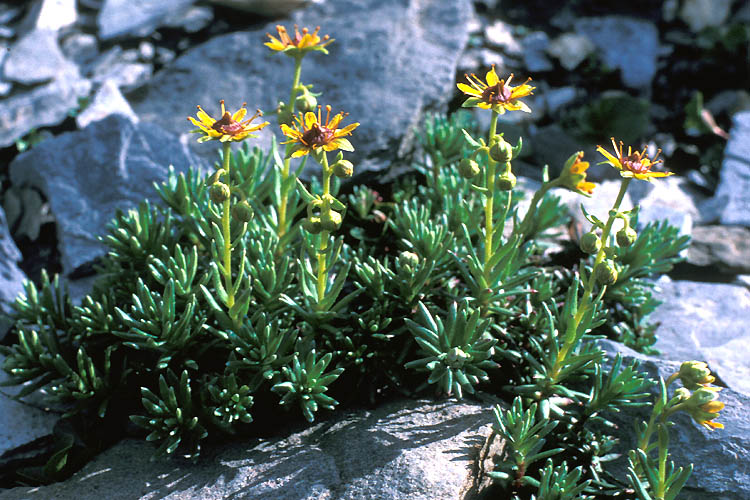 Saxifraga