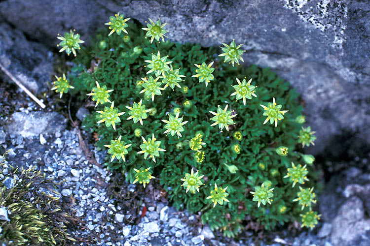 Saxifraga