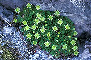 Saxifraga