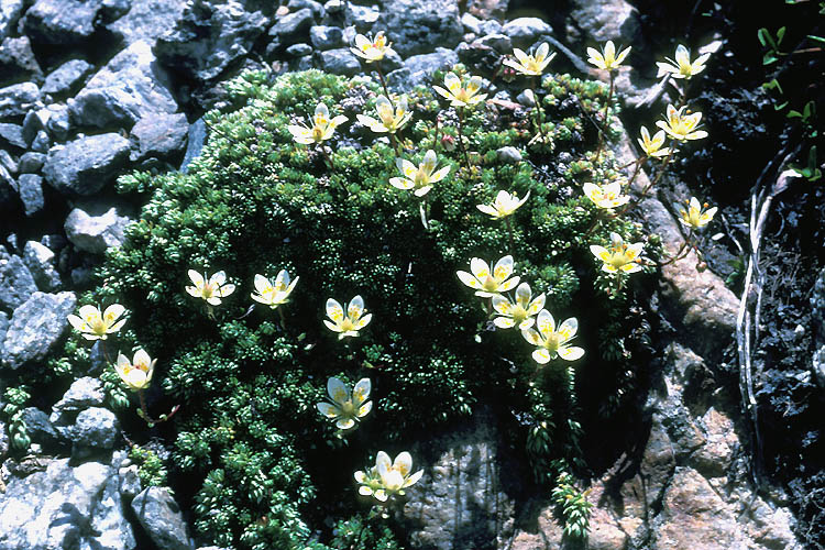 Saxifraga