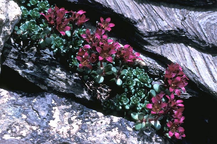 Saxifraga