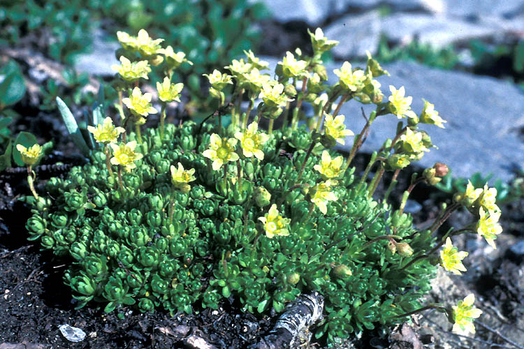 Saxifraga