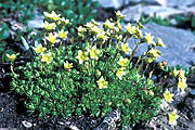 Saxifraga