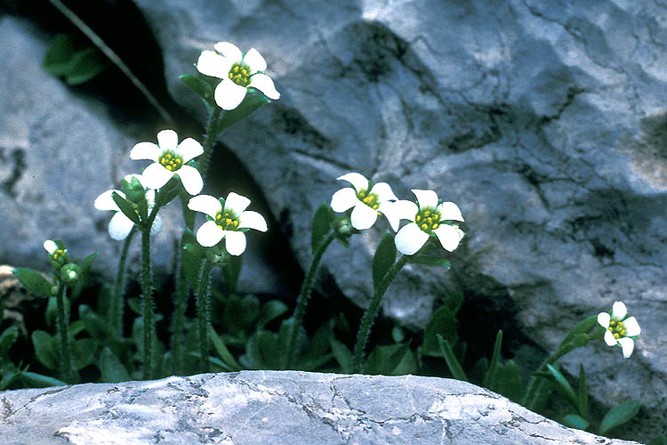 Saxifraga