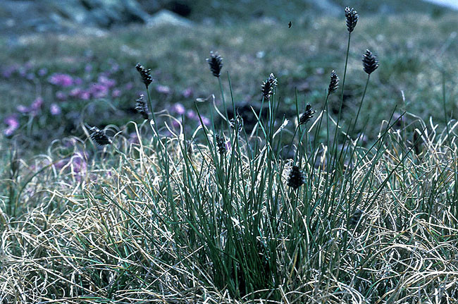 <i>Carex curvula</i>