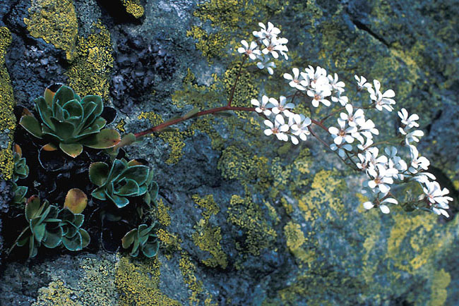 Saxifraga cotyledon