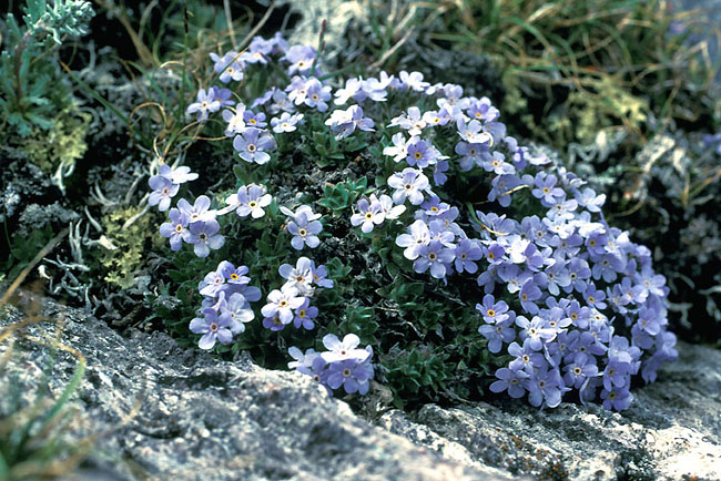 Eritrichium nanum