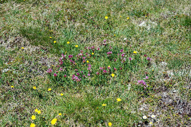 <i>Carex curvula</i>