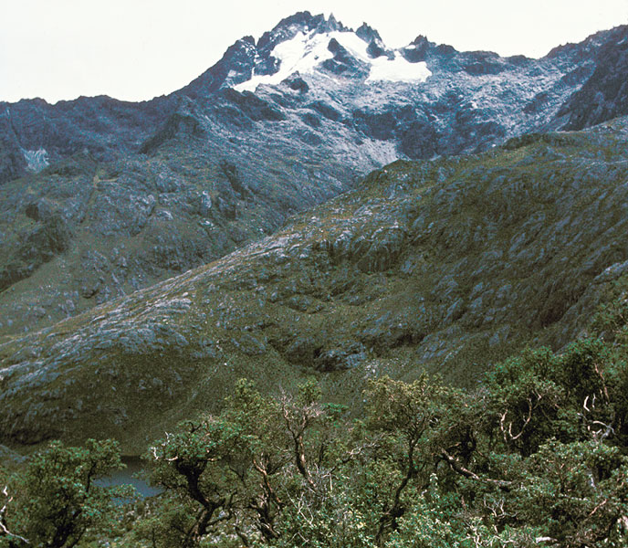 Polylepis sericea
