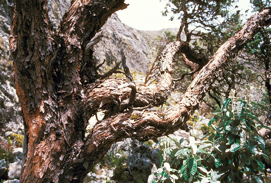 Polylepis sericea