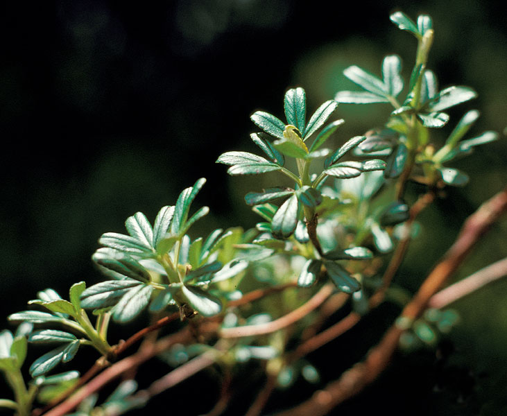 Polylepis incana